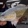 Murray Cod fishing in Australia using modern freshwater fishing techniques