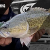 Murray Cod fishing in Australia using modern freshwater fishing techniques