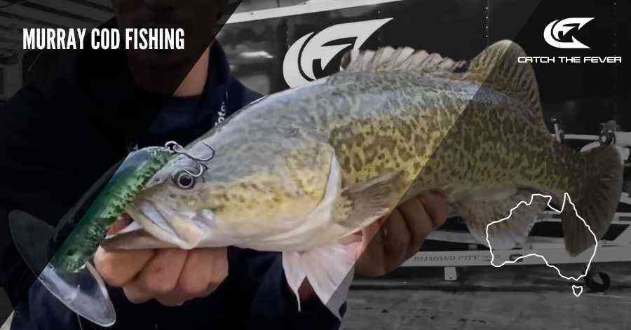 Murray Cod fishing in Australia using modern freshwater fishing techniques