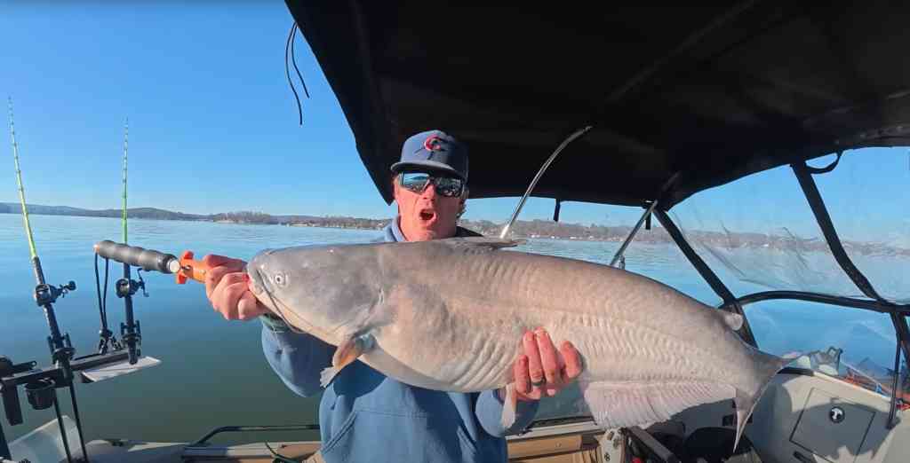 Proof that winter catfish can reach hefty proportions—Spencer Bauer cradles a massive blue before release.
